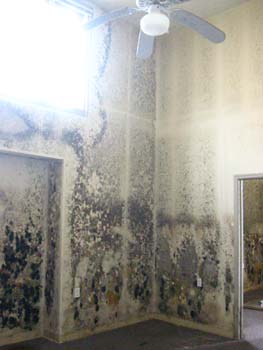 Mold grew up the drywall to floors that didn't flood.