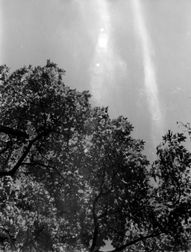 Photograph of tree and sky.