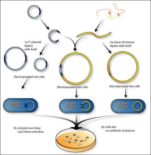 an image showing the steps of cloning in bacterial cells.