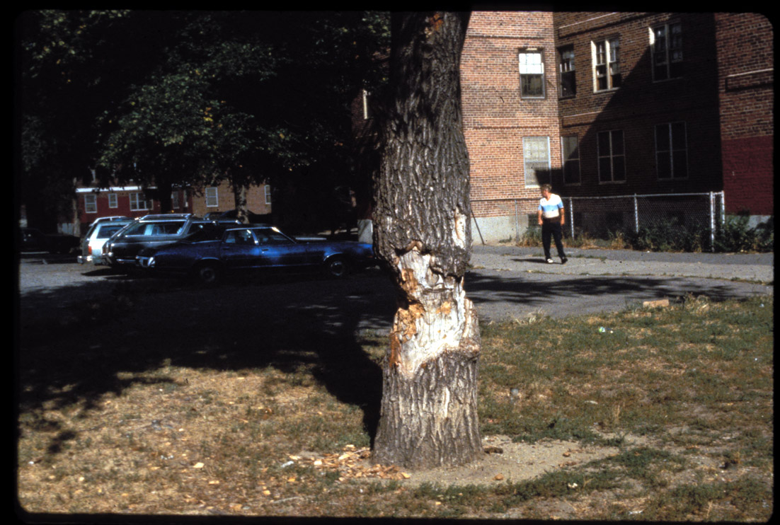 Damaged tree, West Broadway, early 1980s (Tise).