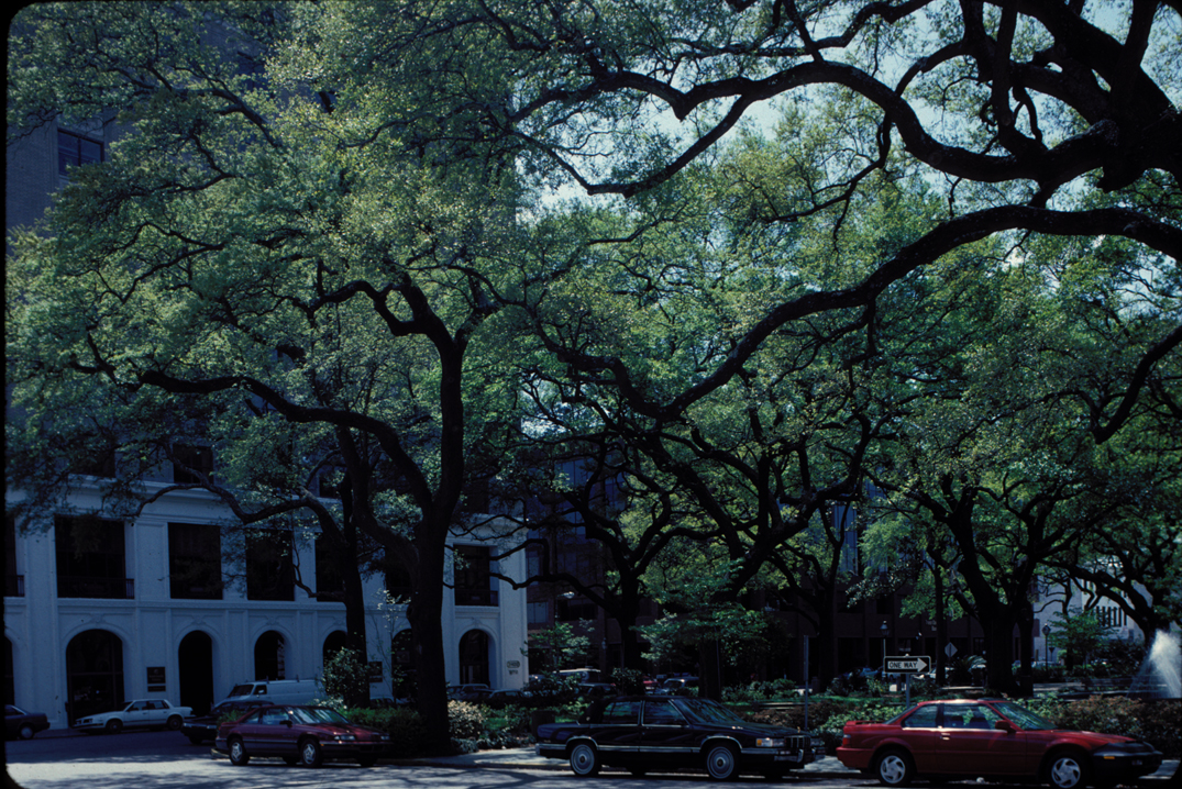 Live Oaks, Savannah Square, April 1993.