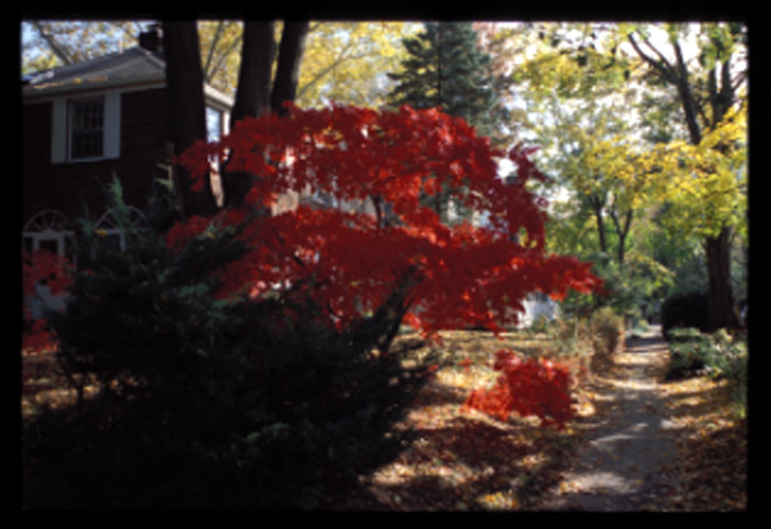 Radburn, fall color paths, 11/01.