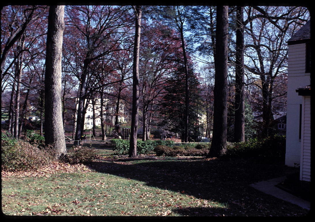 Greenbelt, mature trees, 11/99.