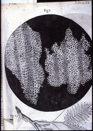 Drawing of cork cell structure.