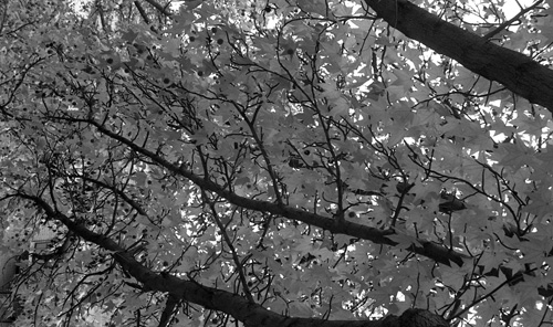 Photograph of tree branches and leaves.
