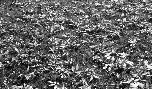 Photograph of ground and leaves.