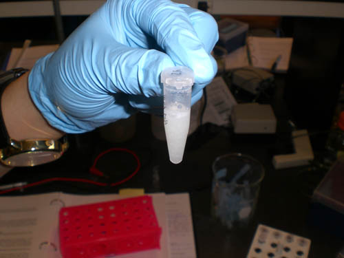 Eppendorf tube containing cloudy white liquid