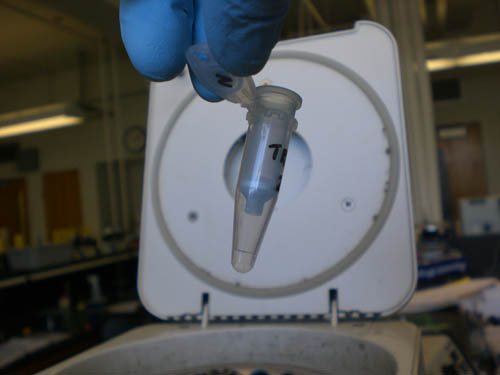 Eppendorf tube with column inside