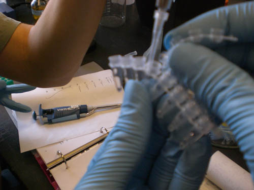 Micropipette adding sample to one of eight attached eppendorf tubes