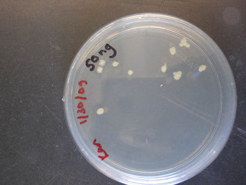 Cell culture plate with ten large cell colony