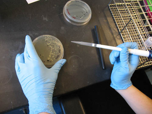 Hands holding micropipette over cell culture plate