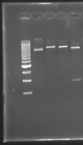 SDS gel with molecular standard lane and four sample lanes