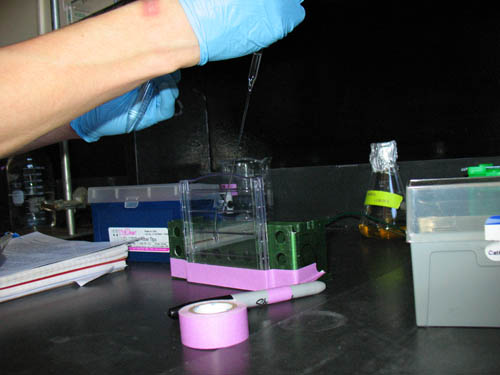 Glass pipette inserting material into gel mold