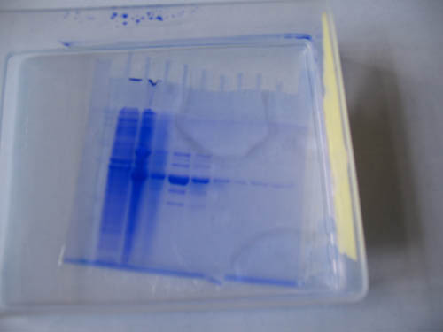 Blue-stained SDS gel with one standards lane and 9 sample lanes