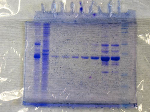 Blue-stained SDS gel