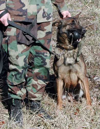  Demining dog.