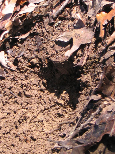 Buried mine.