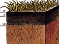 A cross-section drawing of a soil sample.