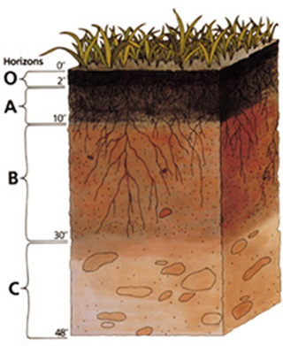 A cross-section drawing of a soil sample.