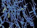 A model of the mechanical behavior in materials.