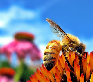A bumblebee perches on a bright orange and red flower with a pink daisy in the background.