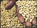 A photograph of a basket full of yellow and black seeds. A Ugandan's hands are also visible, and they are holding a handful of seeds.