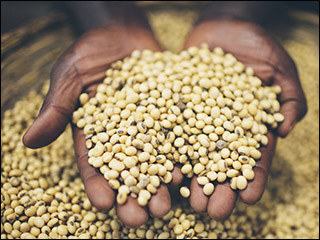 A photograph of a basket full of yellow and black seeds. A Ugandan's hands are also visible, and they are holding a handful of seeds.