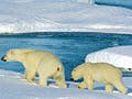Two polar bears wander among the rapidly melting glaciers.