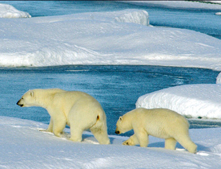 Two polar bears wander among the rapidly melting glaciers.