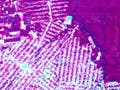 Deforestation in the Amazon as seen from satellite.