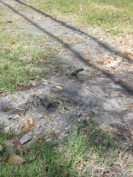 Toxic silt left by the flooding.