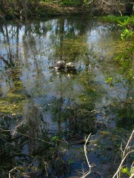 Healthy marshlands can protect New Orleans from storm surges.