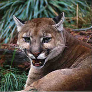 A cougar in the wild.