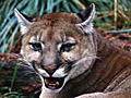 A cougar in the wild.