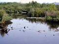 Photo of wetlands.