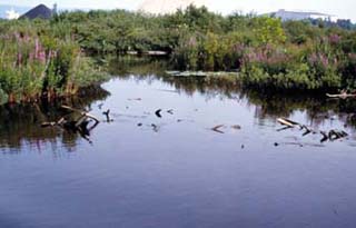 Photo of wetlands.