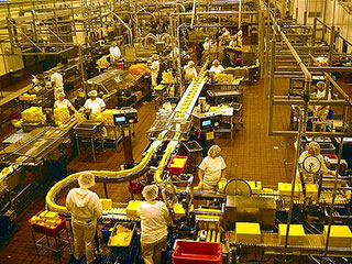 Factory workers at a cheese factory in Oregon form assembly lines around multiple conveyor belts.