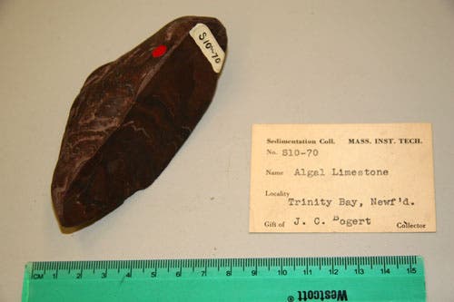 Bivalve Limestone.