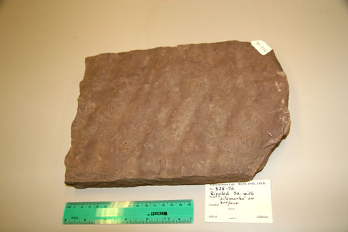 Rippled Sandstone with vertical borings through sample.