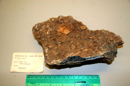 Fossiliferous limestone bound together by fine grained carbonate cement where cement is weathering faster than fossils.