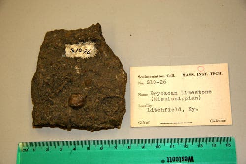 Bryozoan Limestone.