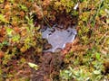 A student standing in a bog with a large metal cylinder used for taking core samples.