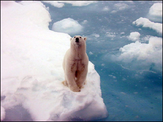 A white polar bear standing on arctic sea ice.