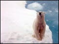A white polar bear standing on arctic sea ice.