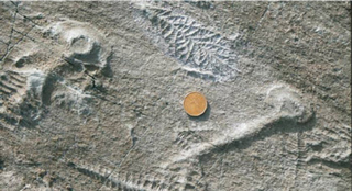 a photogrpah of 560 million year old fossils.  A coin is placed next to the fossils for scale.