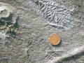 a photogrpah of 560 million year old fossils.  A coin is placed next to the fossils for scale.