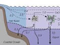 Carbon reservoirs and flows in the ocean.