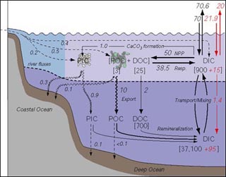 Carbon reservoirs and flows in the ocean.