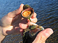Collecting marine samples as part of WHOI's Aging Lab Photo.