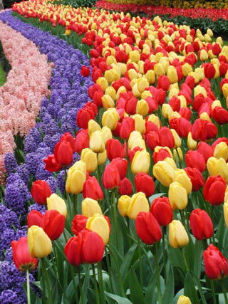 Red and yellow tulips planted in curving rows in a garden.